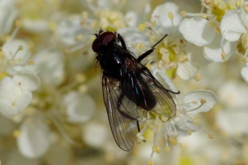 Hebecnema sp.