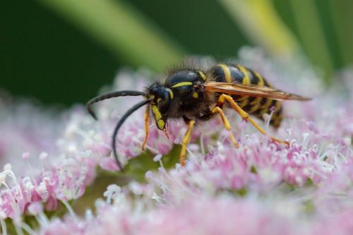 Dolichovespula sp.
