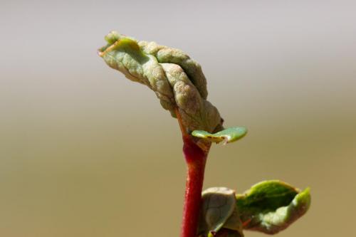 Réf. 238 485 : Dasineura berberidis