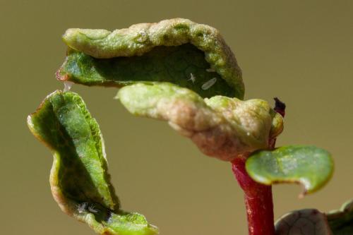 Réf. 238 486 : Dasineura berberidis