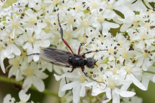 Bibio pomonae
