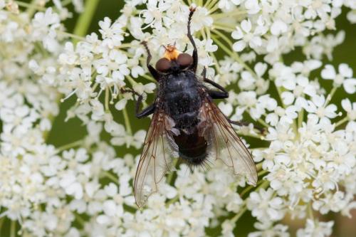 Cynomya mortuorum