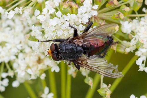 Cynomya mortuorum