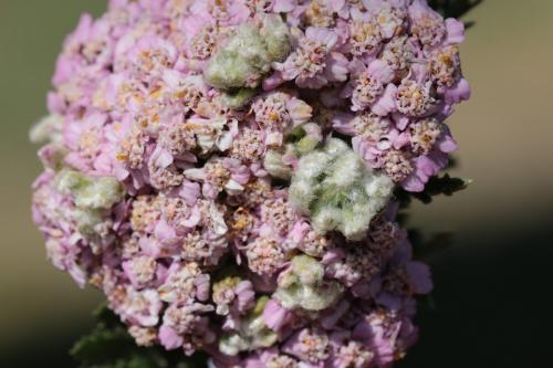 Aceria achilleae