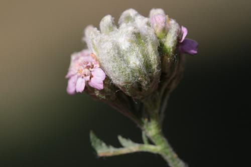 Aceria achilleae