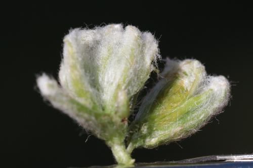 Aceria achilleae