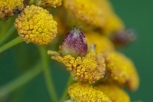 Rhopalomyia tanaceticola
