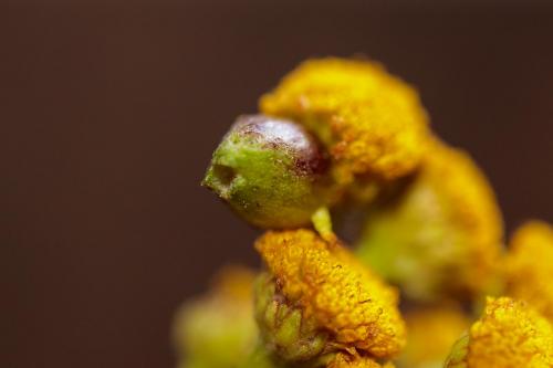 Rhopalomyia tanaceticola