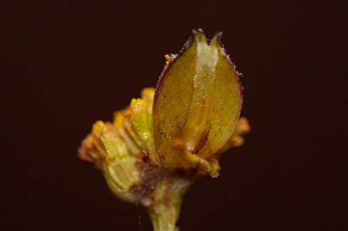 Rhopalomyia tanaceticola