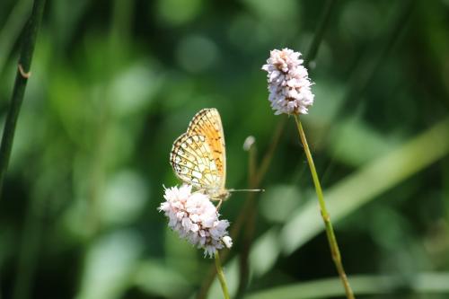 Réf. 238 007 : Boloria eunomia