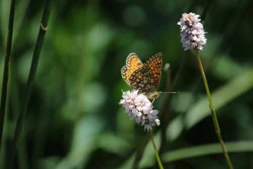 Réf. 238 006 : Boloria eunomia