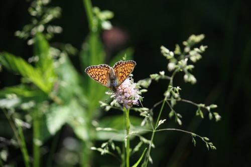 Boloria eunomia
