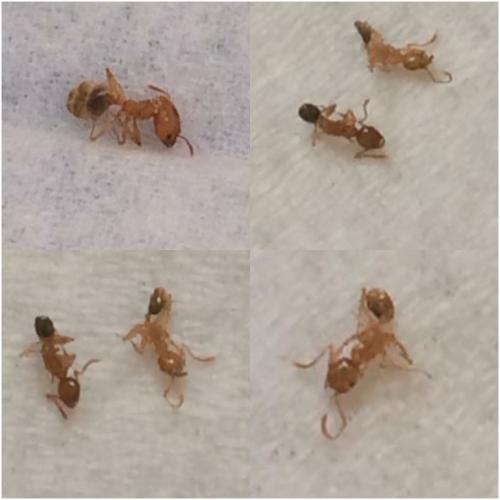 Réf. 238 122 : Pheidole pallidula