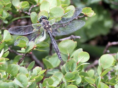 Réf. 238 246 : Somatochlora alpestris