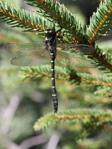 Réf. 238 250 : Cordulegaster bidentata