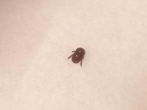 Réf. 238 035 : Thorictus grandicollis