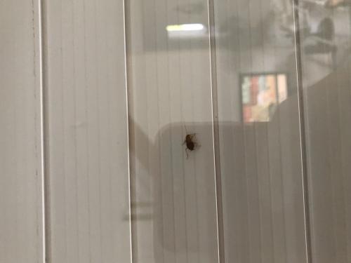 Ectobius sp.