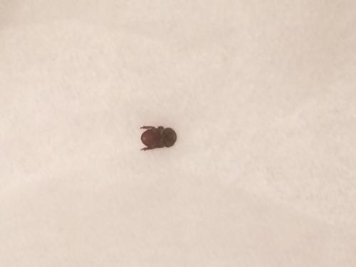 Réf. 238 040 : Thorictus grandicollis