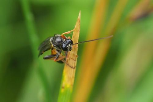 Réf. 238 975 : Tryphoninae inconnu