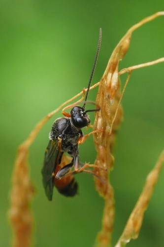 Réf. 238 976 : Tryphoninae inconnu