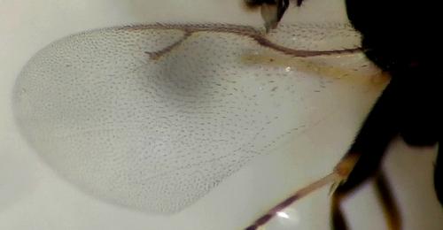 Catolaccus crassiceps
