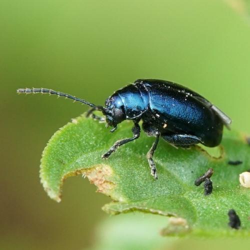 Réf. 238 906 : Altica lythri