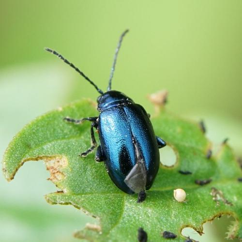 Réf. 238 905 : Altica lythri