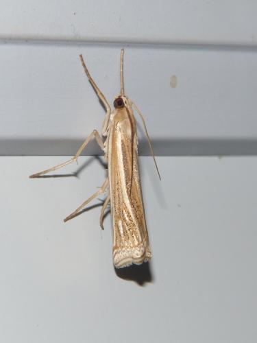 Réf. 238 496 : Ancylolomia tentaculella
