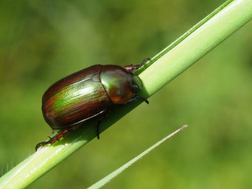 Réf. 238 507 : Anomala olivacea