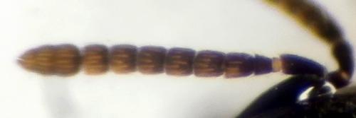 Catolaccus crassiceps