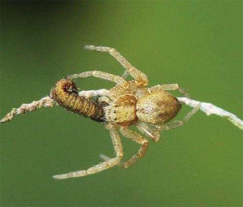Philodromus sp.