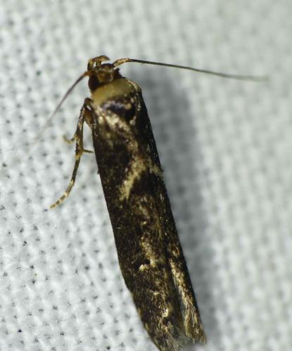 Blastobasis adustella