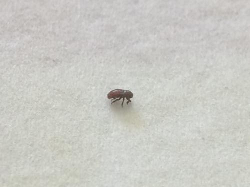 Thorictus grandicollis