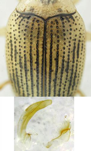 Haliplus sp.