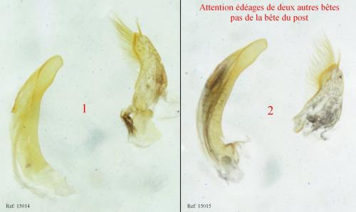Haliplus sp.