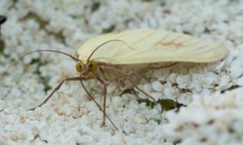 Réf. 238 495 : Sitochroa palealis