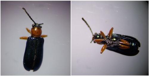 Oulema sp.