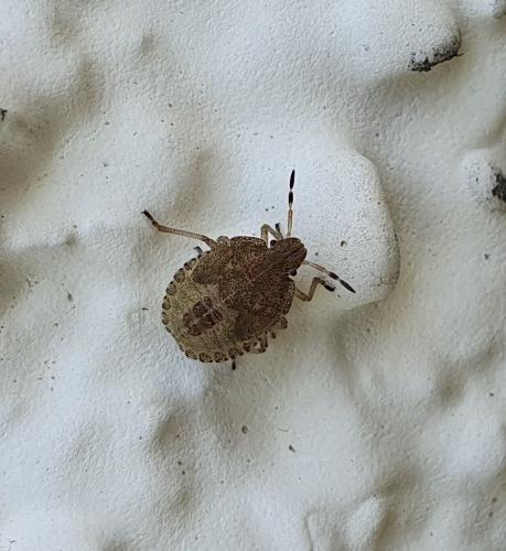 Dolycoris baccarum
