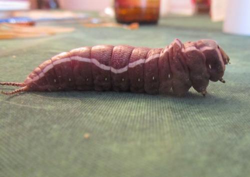 Cerura vinula