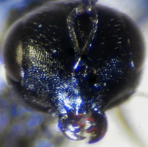 Catolaccus crassiceps