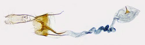 Coleophora texanella