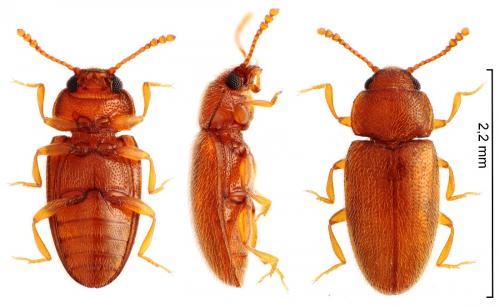 Cryptophilus propinquus