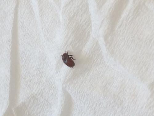 Thorictus grandicollis