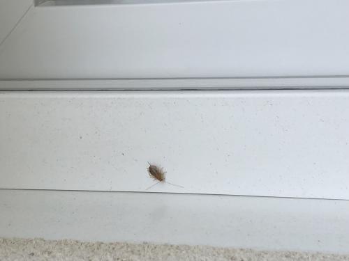 Ectobius sp.
