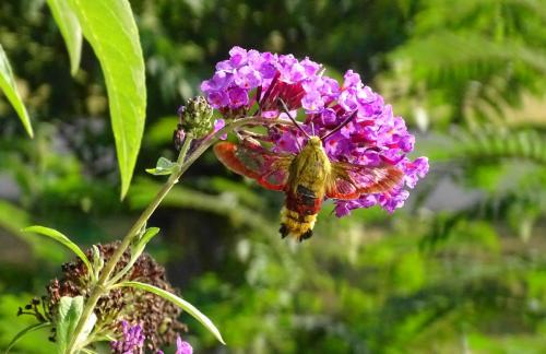 Hemaris fuciformis
