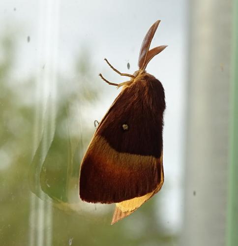 Lasiocampa quercus