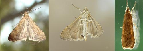 Nomophila noctuella