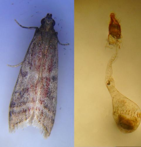 Ephestia woodiella