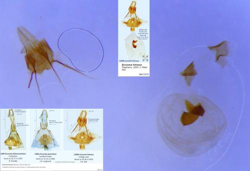 Réf. 238 366 : Eucosma sp.