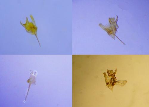 Coptotriche angusticollella